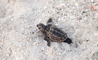 baby turtle on beach